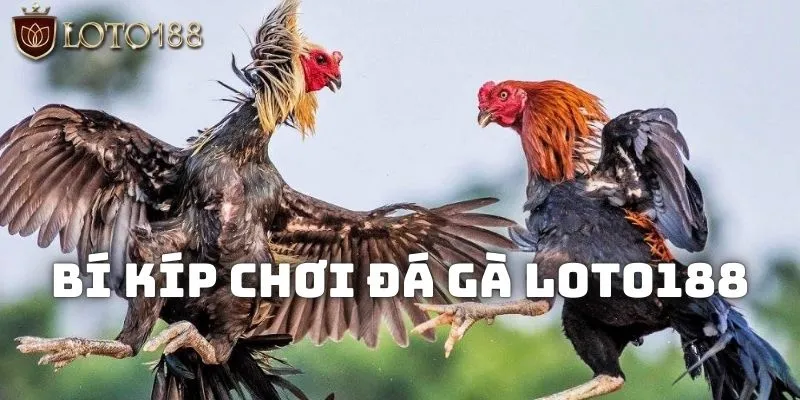 Bí kíp chơi đá gà LOTO188 hiệu quả